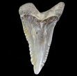 Large, Hemipristis Shark Tooth Fossil - Virginia #71126-1